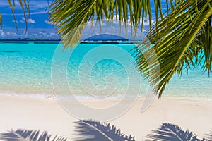 Coconut palm leafs in front of dreamy beach at an island in Maldives