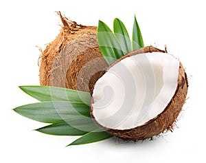 Coconut with palm leaves