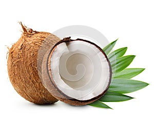 Coconut with palm leaves