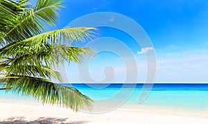 Coconut palm leaves against blue sky and beautiful beach in Phuket, Thailand