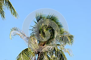 Coconut palm leaves against a clear blue sky