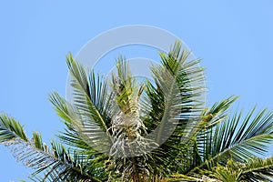 Coconut palm leaves against a clear blue sky