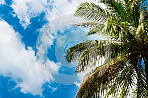 Coconut palm leaves against the sky