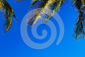 Coconut palm leaves on a background of blue clear sky, summer background, travel, nature. Frame