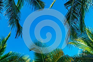 Coconut palm leaves on a background of blue clear sky, summer background, travel, nature. Frame