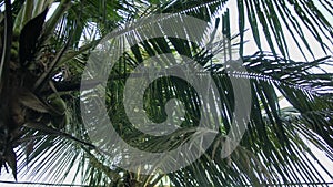 Coconut palm leaves contrasting against a vibrant blue sky