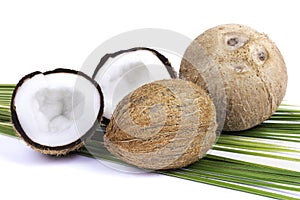 Kokos palma listy 