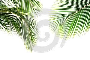 Coconut palm leaves isolated on white background