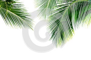 Coconut palm leaves isolated on white background