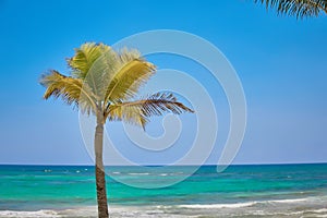 Coconut palm lonely grows on a tropical beach. Turquoise water of the Caribbean Sea. Riviera Maya Mexico