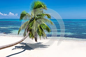 Coconut palm over exotic beach on tropical island