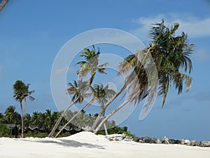 Coconut palm on paradise beach, Maldives