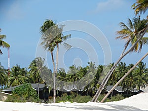 Coconut palm on paradise beach, Maldives