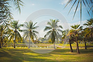 The coconut palm in the park on summer , lighting in the day par