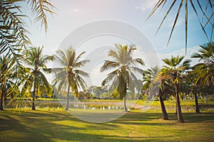 The coconut palm in the park on summer , lighting in the day par