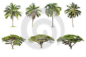 Coconut and palm, Rain trees Isolated tree on white background