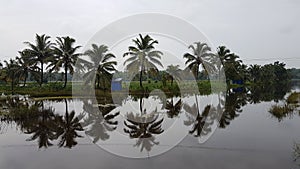 Coconut palm reflection