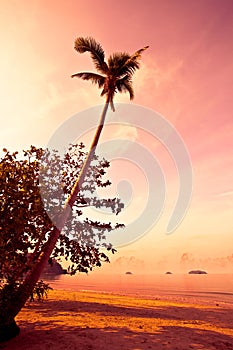 Coconut palm on sand beach in tropic on sunset