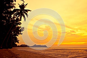 Coconut palm on sand beach in tropic on sunset