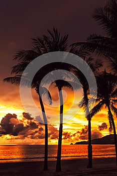 Coconut palm silhouettes on bright orange red sunset on beach. Tropical paradise idyllic background. Summer vacation and