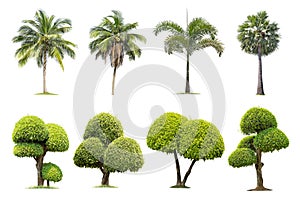 Coconut and palm,Tako trees Isolated tree on white background