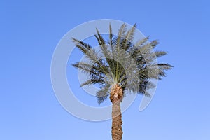 Coconut palm top on blue sky background in sunny day