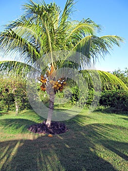 Coconut Palm Tree