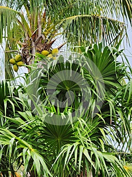 Coconut palm tree