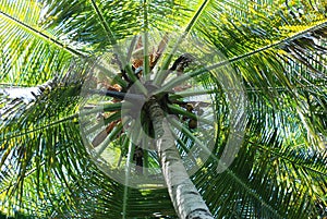 Coconut palm tree