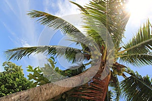 Coconut Palm Tree