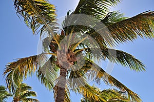 Coconut Palm Tree