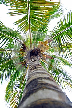 Coconut Palm Tree