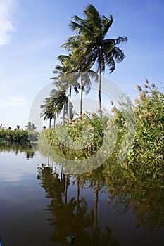 Coconut palm tree