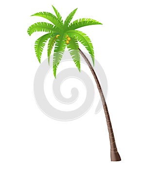 Coconut Palm tree