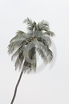 Coconut palm tree