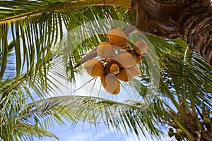 Coconut palm tree