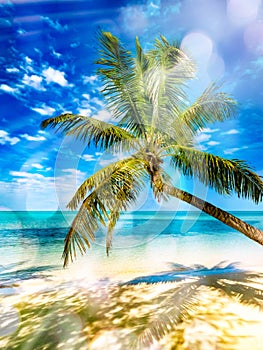 Coconut palm tree above white sand and turquoise tropical sea