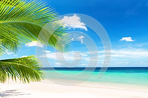 Coconut palm tree against blue sky and beautiful beach