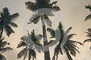 Coconut palm tree against blue sky and sunlight in summer