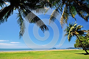 Coconut palm tree against blue sky in Tanjung Aru beach