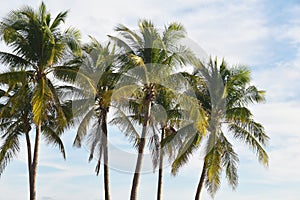 Coconut palm tree against blue sky with white clouds background