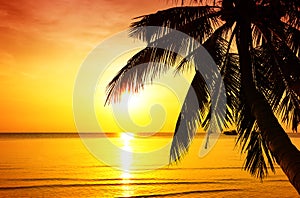 Coconut palm tree against colorful sunset on the beach in Phuket, Thailand