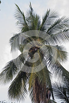 Coconut Palm Tree as natural background