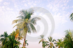 Coconut Palm tree background photo in spring seasonal theme back-lit but vibrant color sunset sky. Palm tree in illuminated by