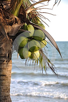 Coconut palm tree on the beach