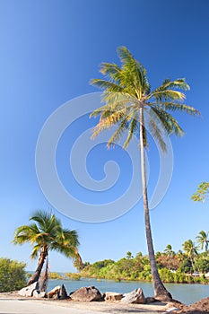 Coconut palm tree on beach