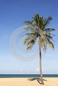Coconut palm tree on beach.