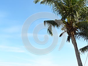 Coconut palm tree at the beach Chopstick Mountain or KaoTao or KaoTakiap in Hua Hin, Thailand.