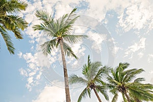 Coconut palm tree at beach with cloud on sky in summer -