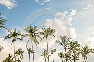 Coconut palm tree at beach with cloud on sky in summer